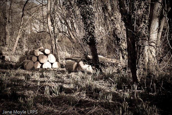 Gathering Wood
