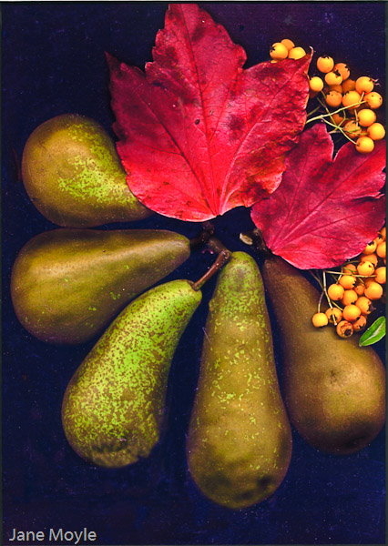 Conference Pears