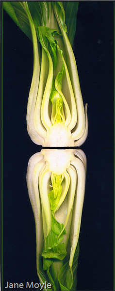 Endive