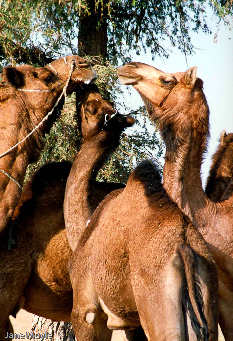 Kissing Camels